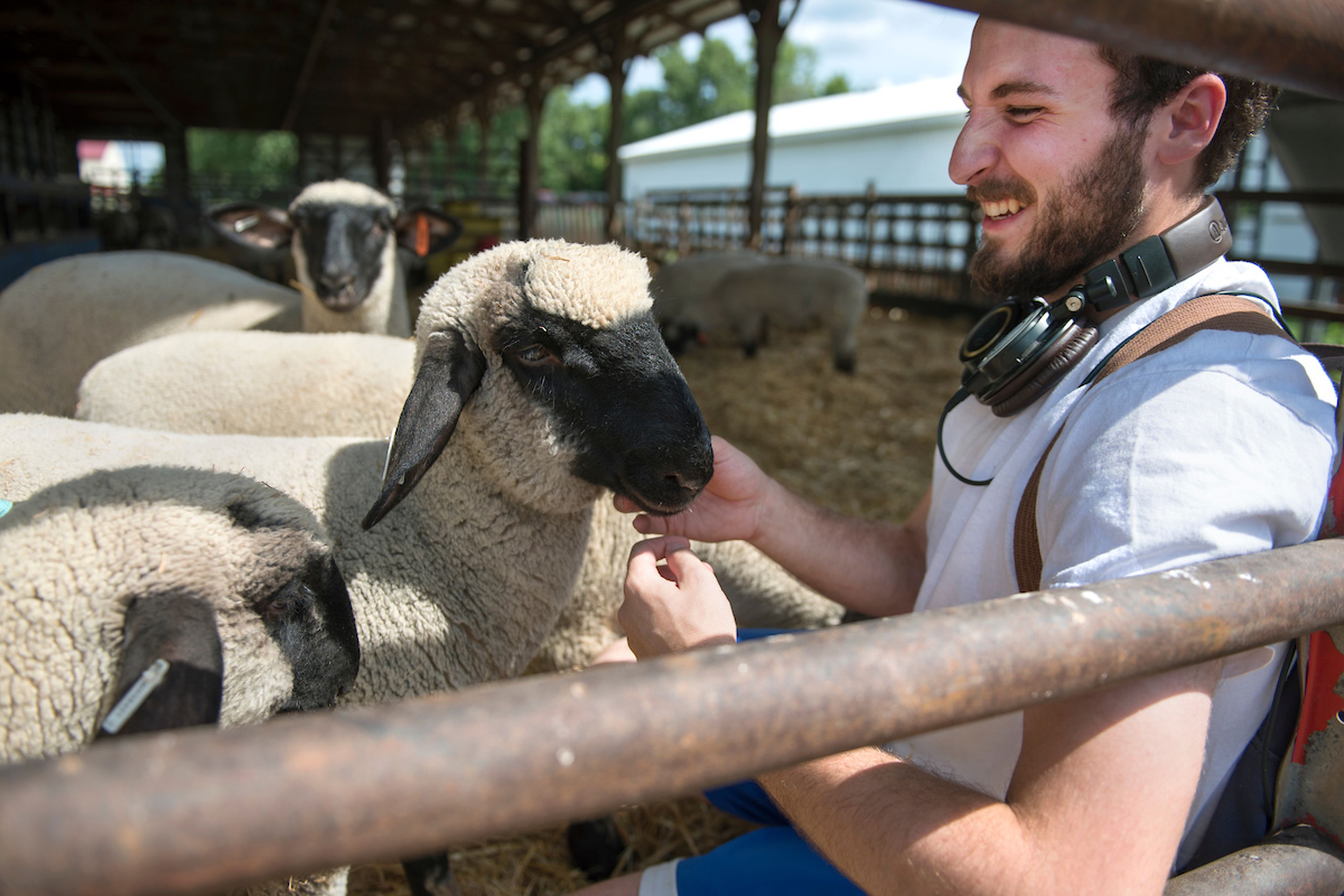 A smiling student interacts with a friendly sheep in the barn. 